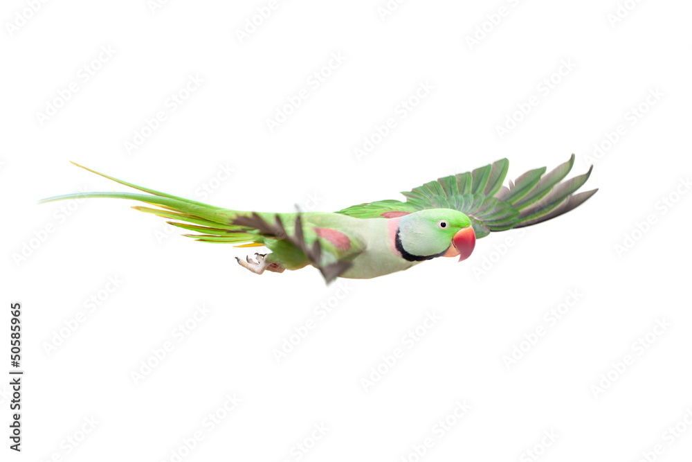Fototapeta premium Flying big green ringed or Alexandrine parakeet