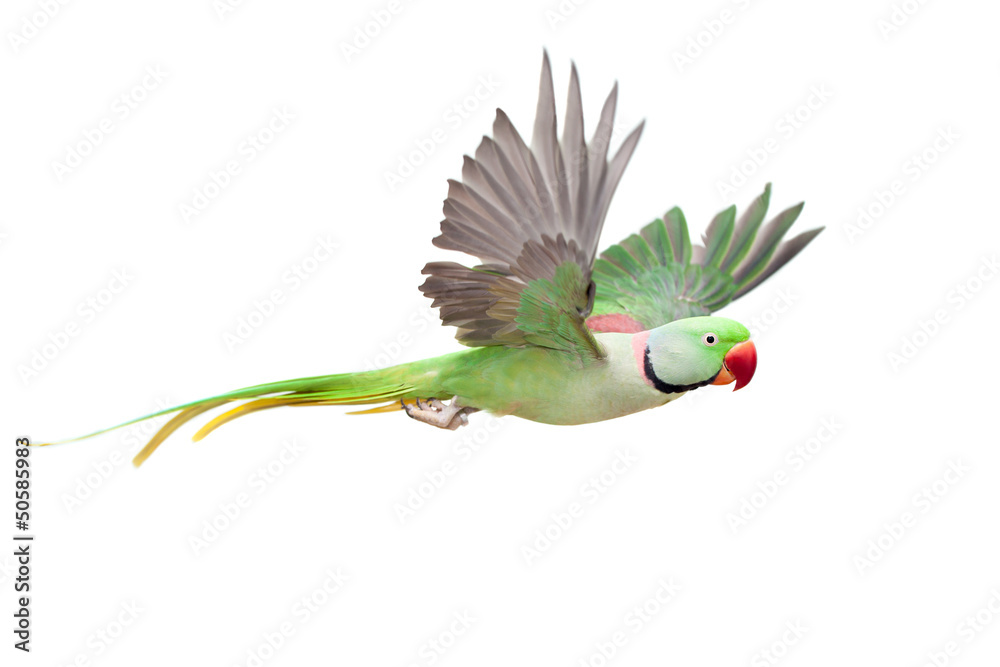 Fototapeta premium Latająca duża zielona obrączkowana lub aleksandryjska papuga