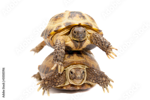 Pair of Russian Tortoises or Central Asian tortoises photo