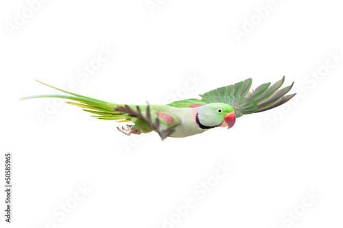 Flying big green ringed or Alexandrine parakeet