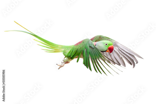 Flying big green ringed or Alexandrine parakeet photo