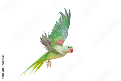 Photo Big green ringed or Alexandrine parakeet