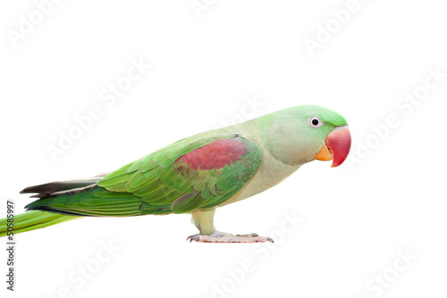 Big green ringed or Alexandrine parakeet