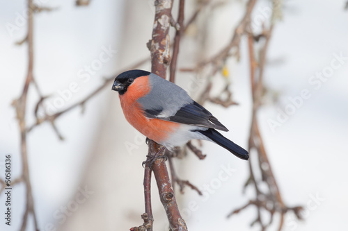 Bird  on tree branches.
