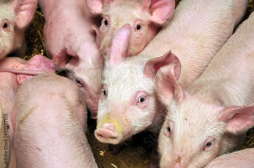 Fototapeta na wymiar pigs