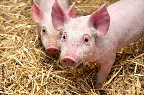 Fototapeta young pigs