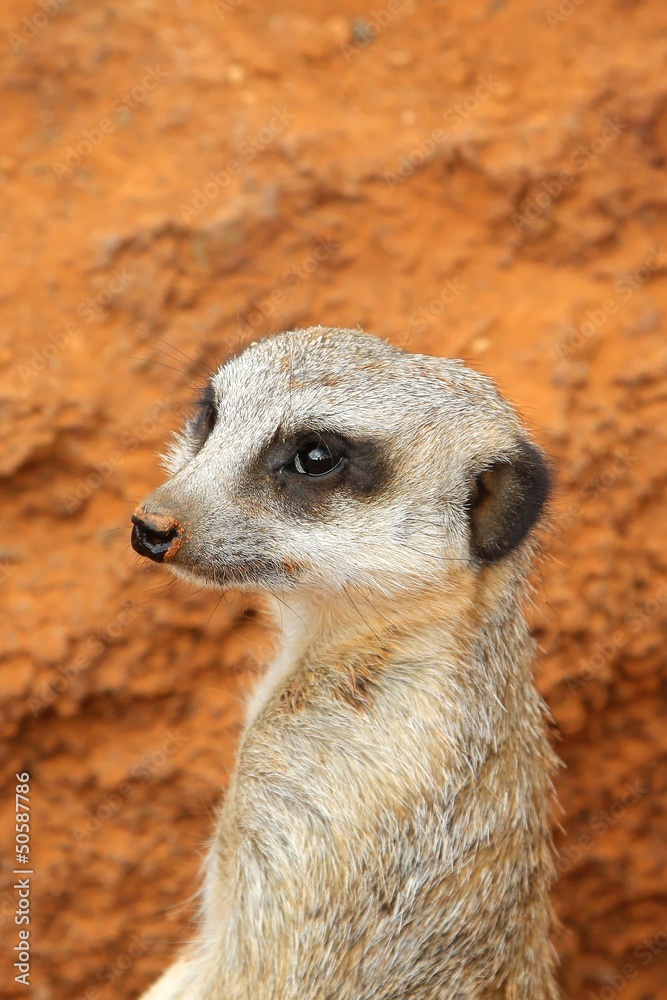 Fototapeta premium Cute meercat suricate on guard