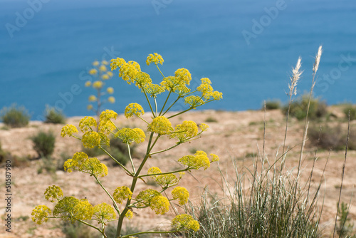 Fennel plant