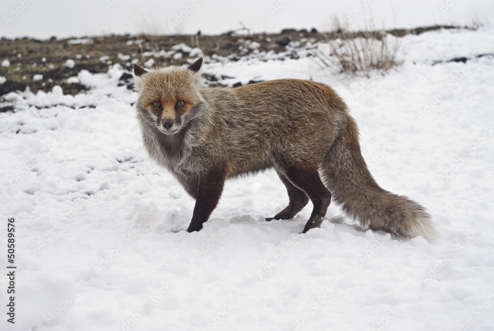 Obraz premium Red fox in the snow