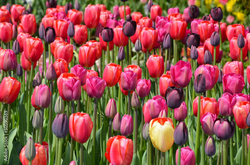 Fototapeta Naklejka Na Ścianę i Meble -  Tulip glory