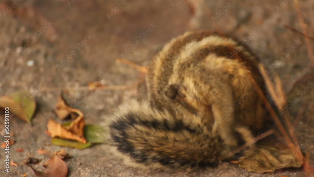 fun chipmunk in India
