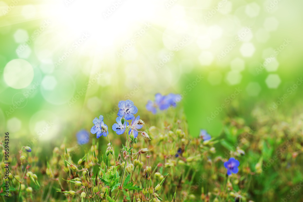 flowers blooming in spring farm field