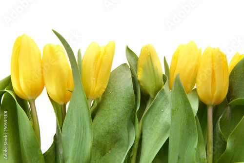 Fototapeta Naklejka Na Ścianę i Meble -  yellow tulips