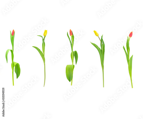 red and yellow tulips isolated on white background