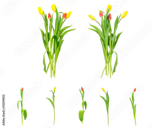 red and yellow tulips isolated on white background