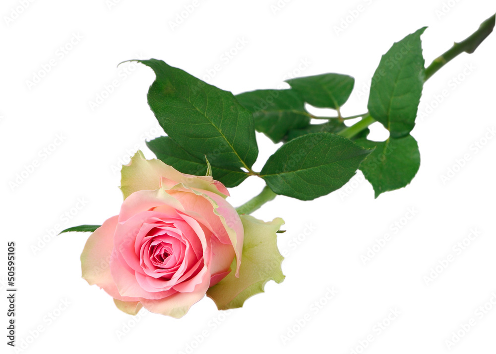 Naklejka premium Pink rose
