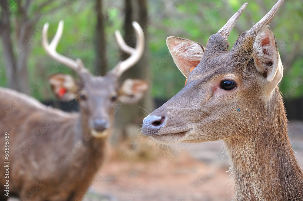 portrait of wild doe in alert portrait of wild doe in alert