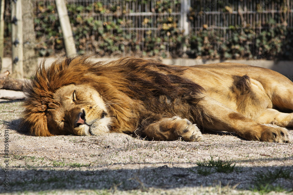 Naklejka premium Leone a riposo