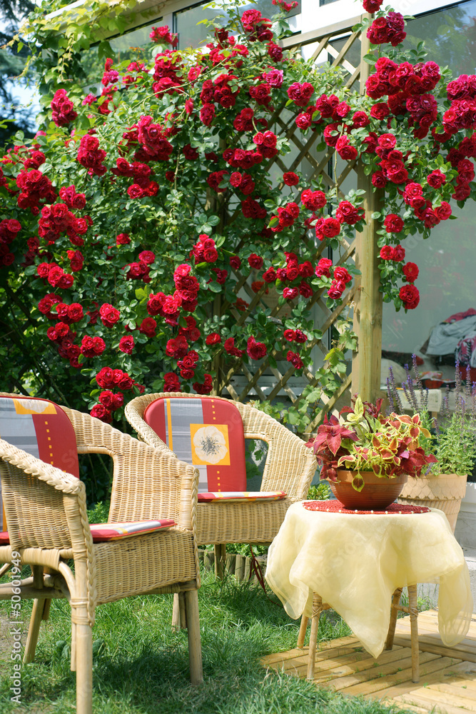 Obraz premium Beautiful climbing rose on the terrace