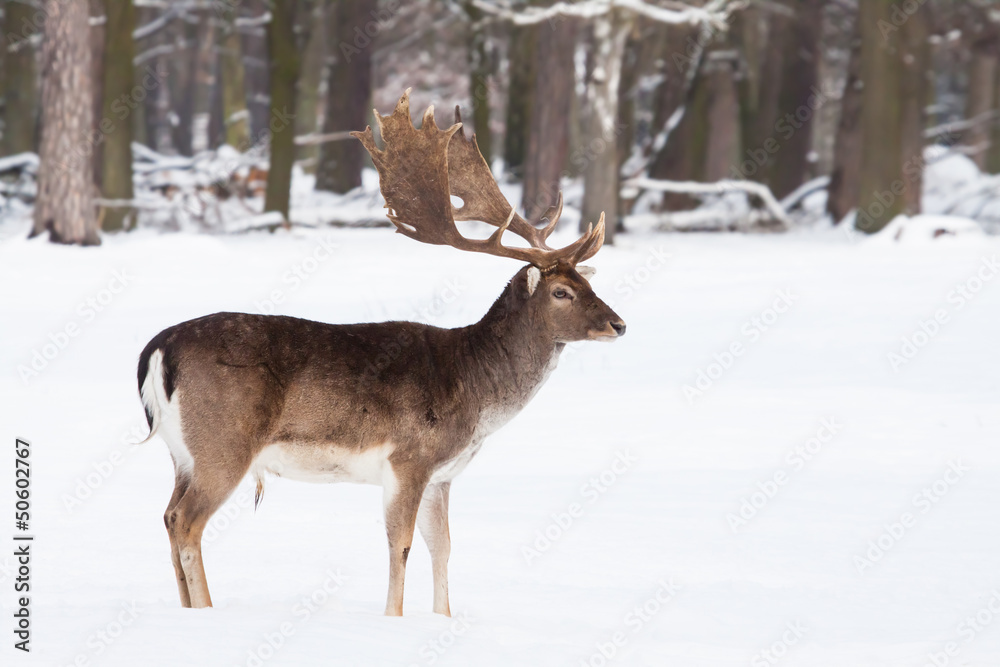 male fallow deer in winter male fallow deer in winter