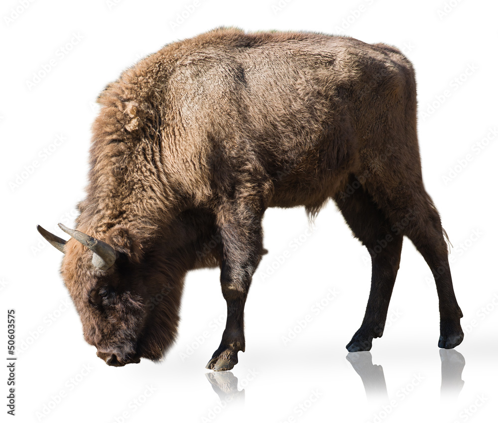 Portrait Of Bison Portrait Of Bison