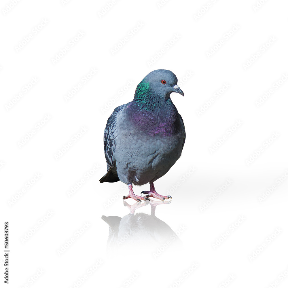 Fototapeta premium Portrait Of Grey Pigeon