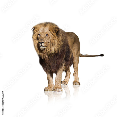 Fototapeta Naklejka Na Ścianę i Meble -  Portrait Of Wild Lion