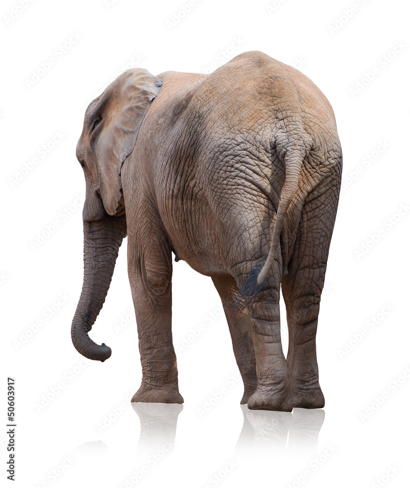 Obraz premium African Elephant