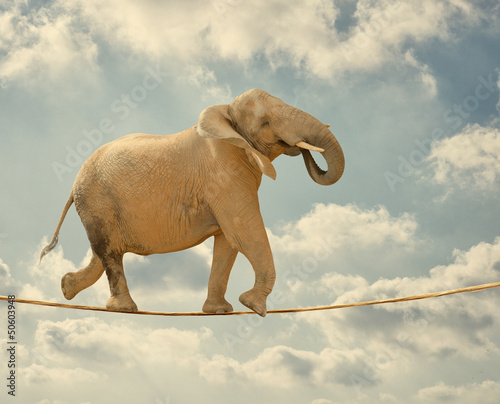 Elephant Walking On Rope