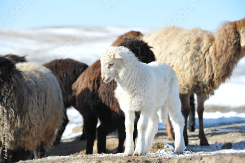 Fototapeta Naklejka Na Ścianę i Meble -  White little lamb among group of sheep