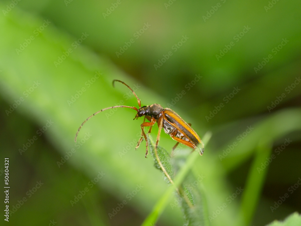 Fototapeta premium Brown bug on a green leaf