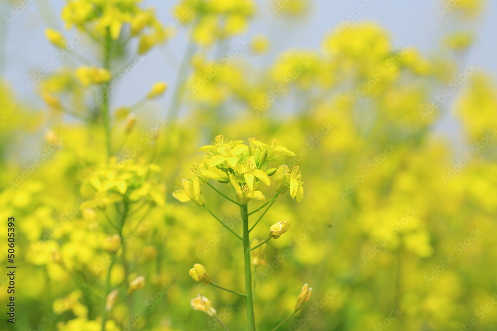 菜の花 菜の花