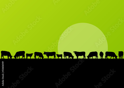 Beef cattle and milk cow herd in countryside field landscape ill