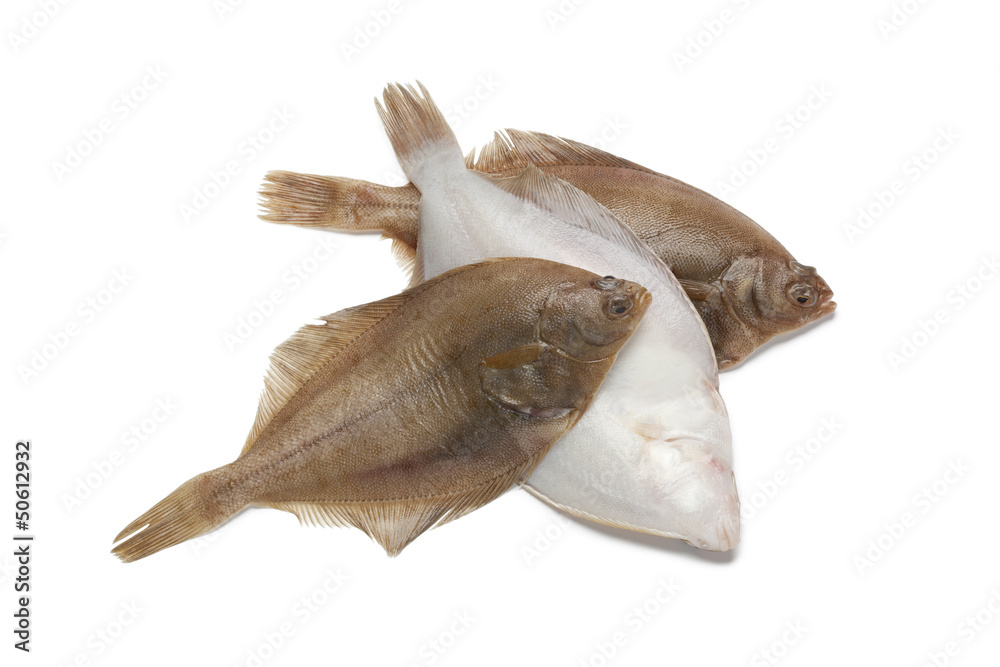 Common dab fishes Common dab fishes
