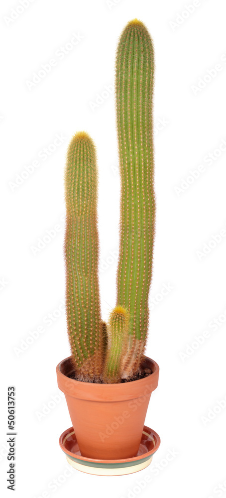 Cleistocactus flavispinus, isolated Cleistocactus flavispinus, isolated