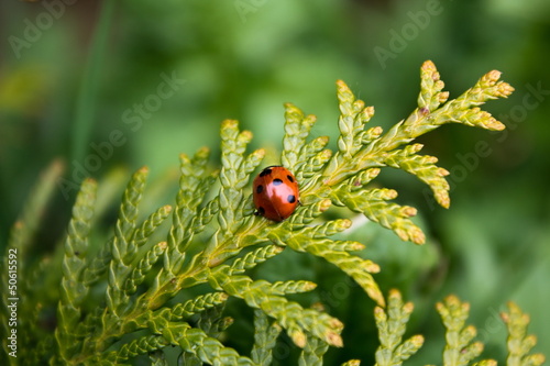 Ladybug on conifer branch - green background 2