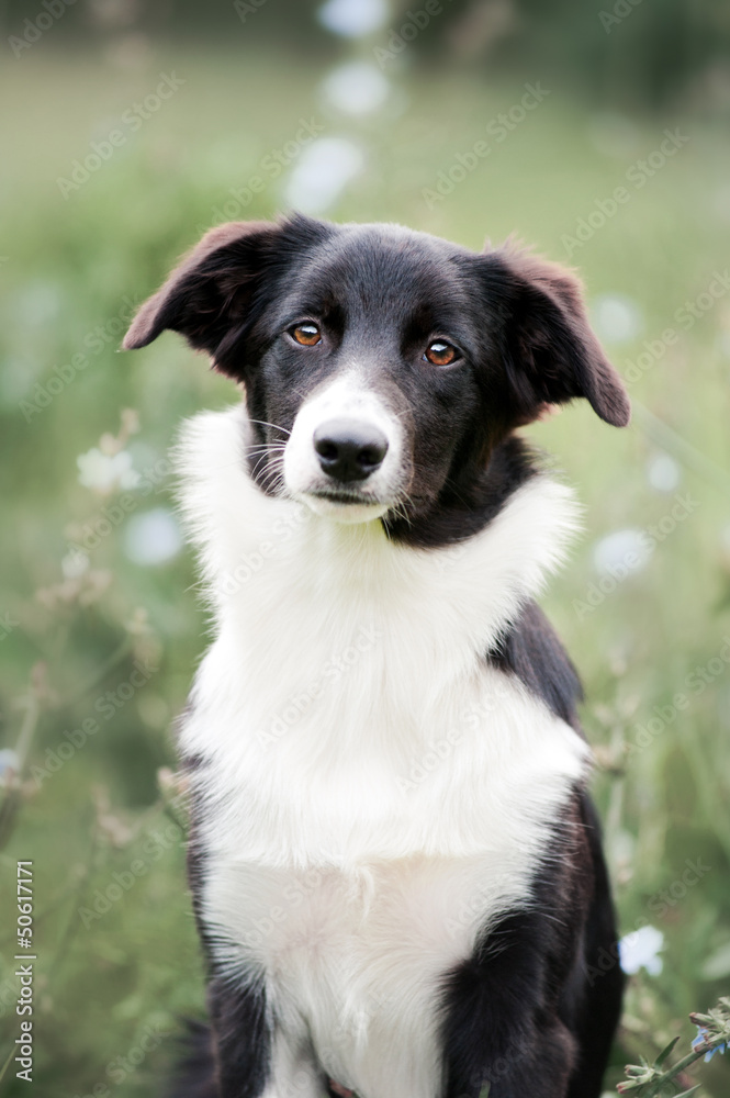 cute border collie puppy portrait