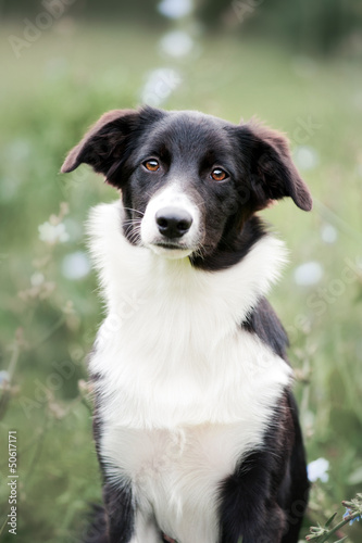 Fototapeta Naklejka Na Ścianę i Meble -  cute border collie puppy portrait