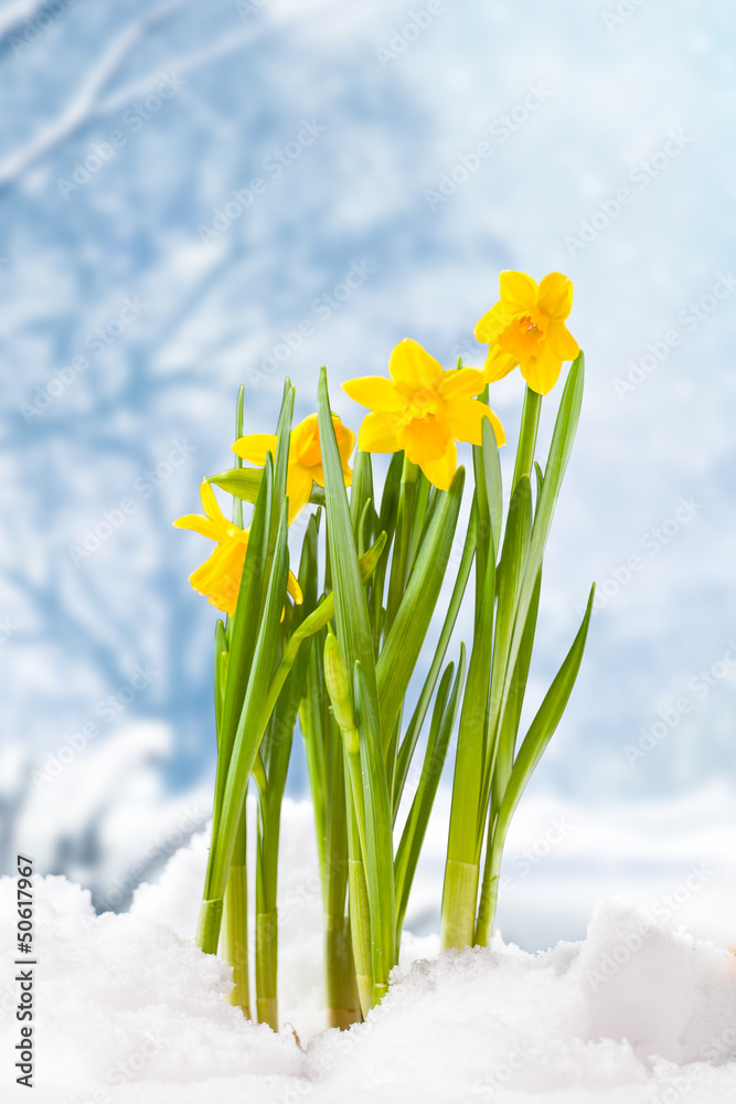 Naklejka premium Narzissen brechen durch Schneedecke