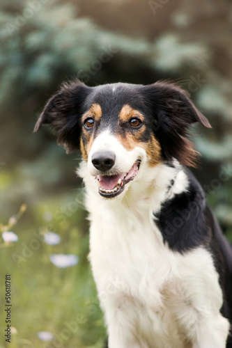 Fototapeta Naklejka Na Ścianę i Meble -  cute border collie dog