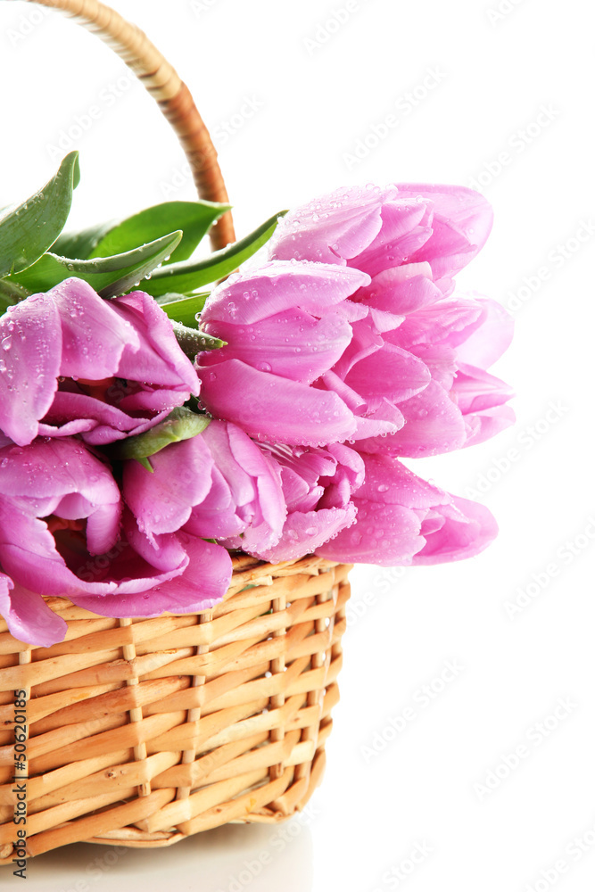 Beautiful bouquet of purple tulips in basket, isolated on white Beautiful bouquet of purple tulips in basket, isolated on white