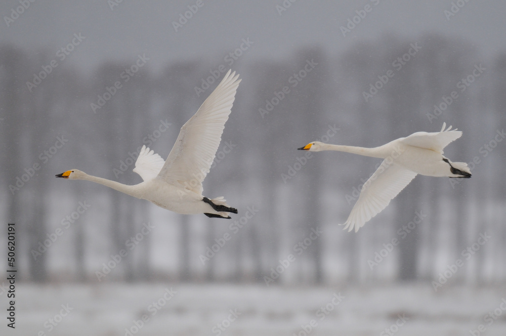 Singschwaene im Flug Singschwaene im Flug