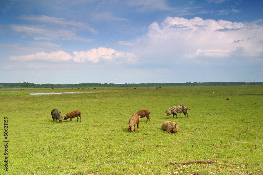 Herd pigs graze on the green meadow