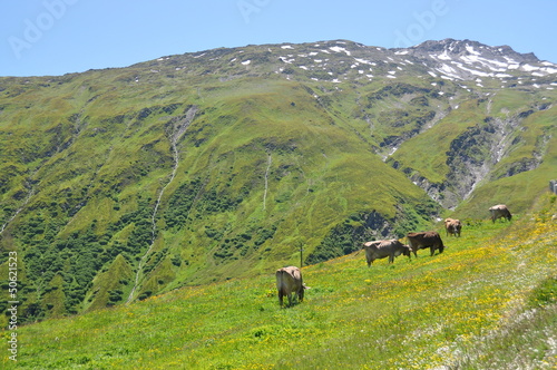 Cows at Furka pass, Switzerland