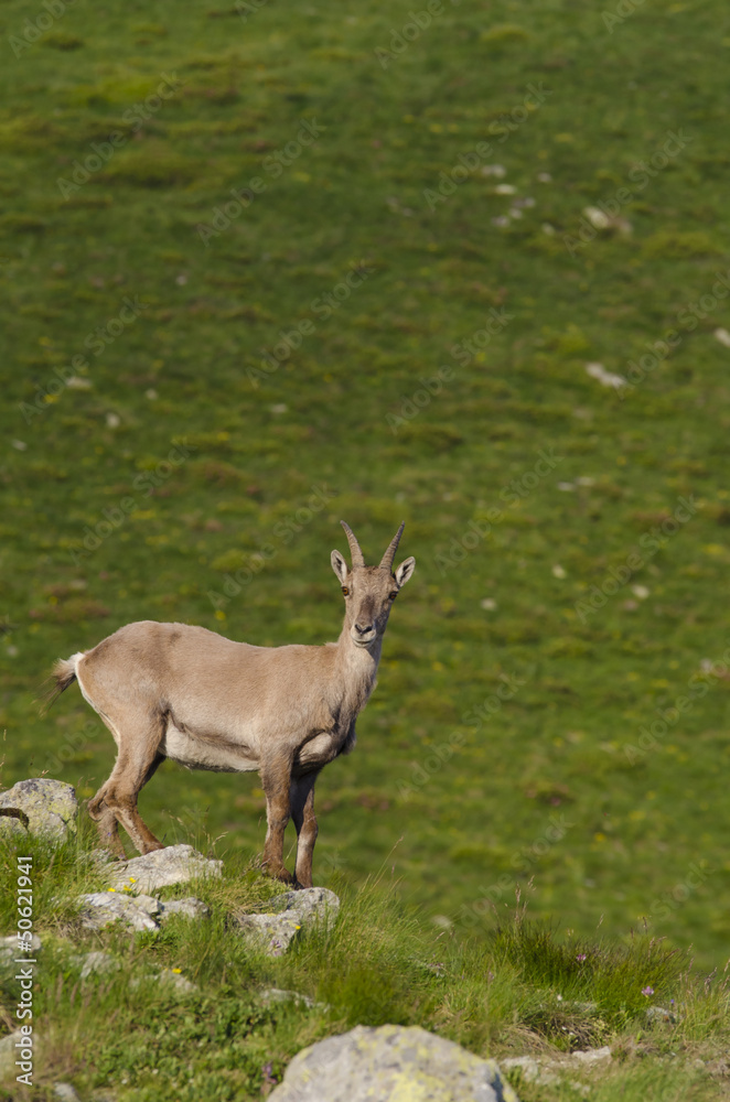 Capra Ibex - Stambecco (young)