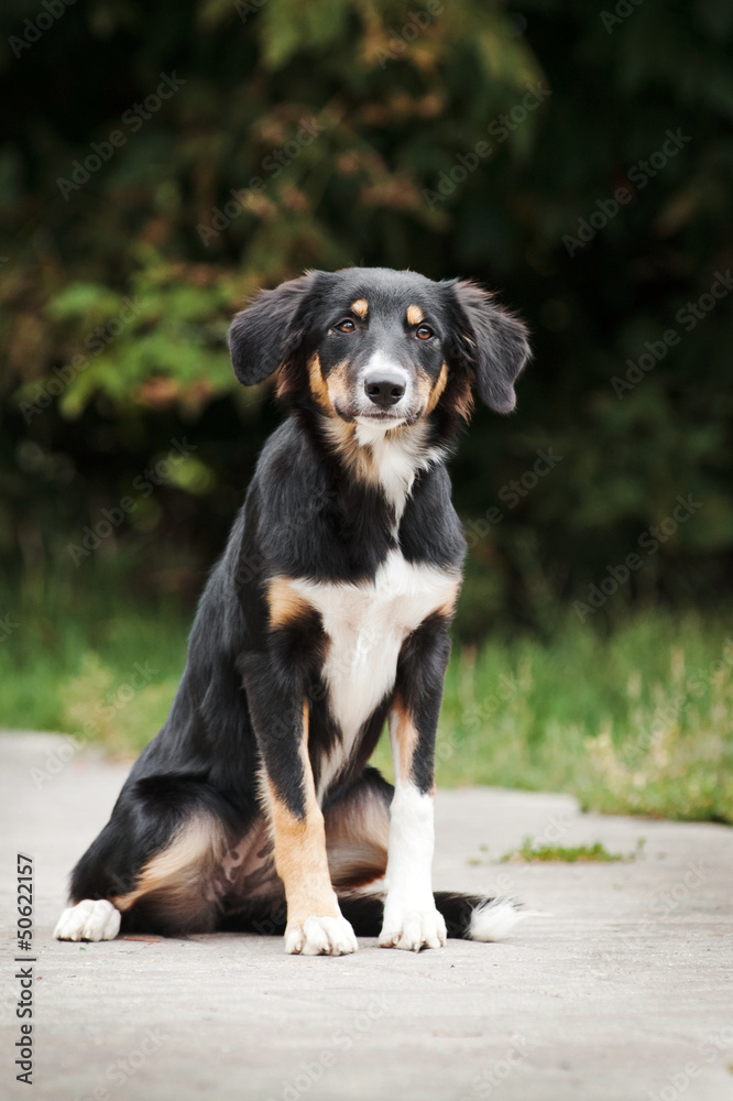 puppy border collie portrait