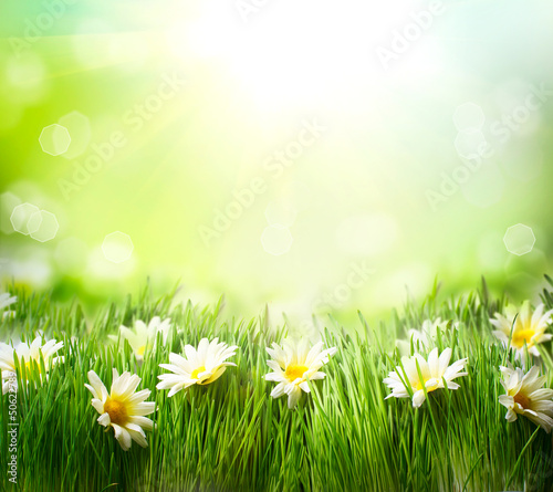 Fototapeta Naklejka Na Ścianę i Meble -  Spring Meadow with Daisies. Grass and Flowers border