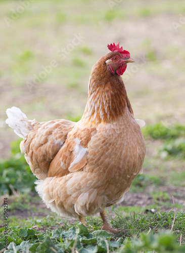 Portrait chicken