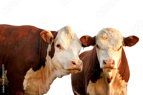 Two curious cows © Pink Badger