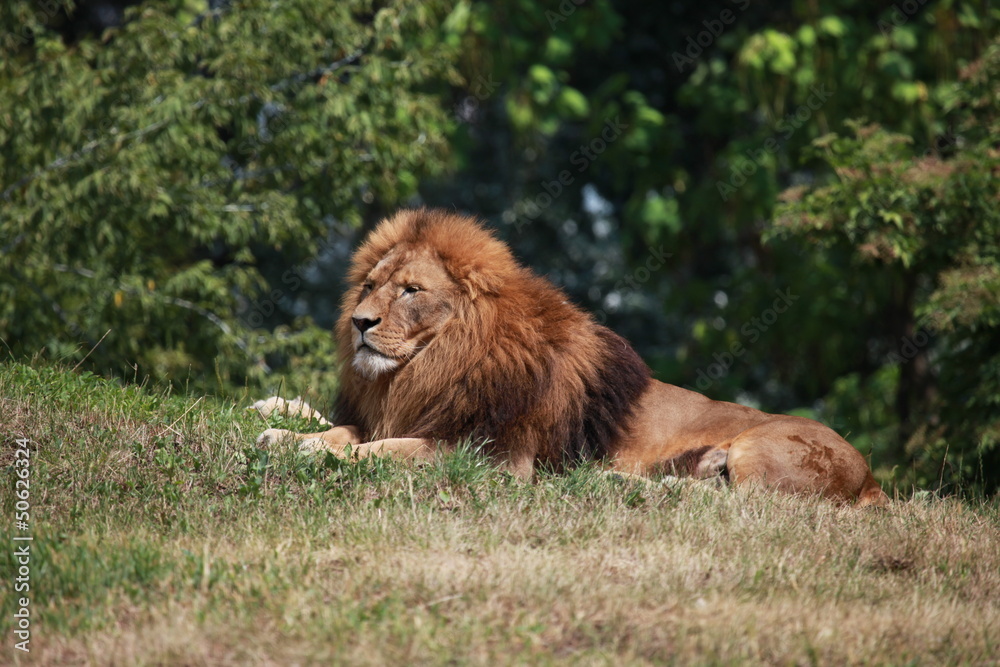 Lion resting on ground Lion resting on ground